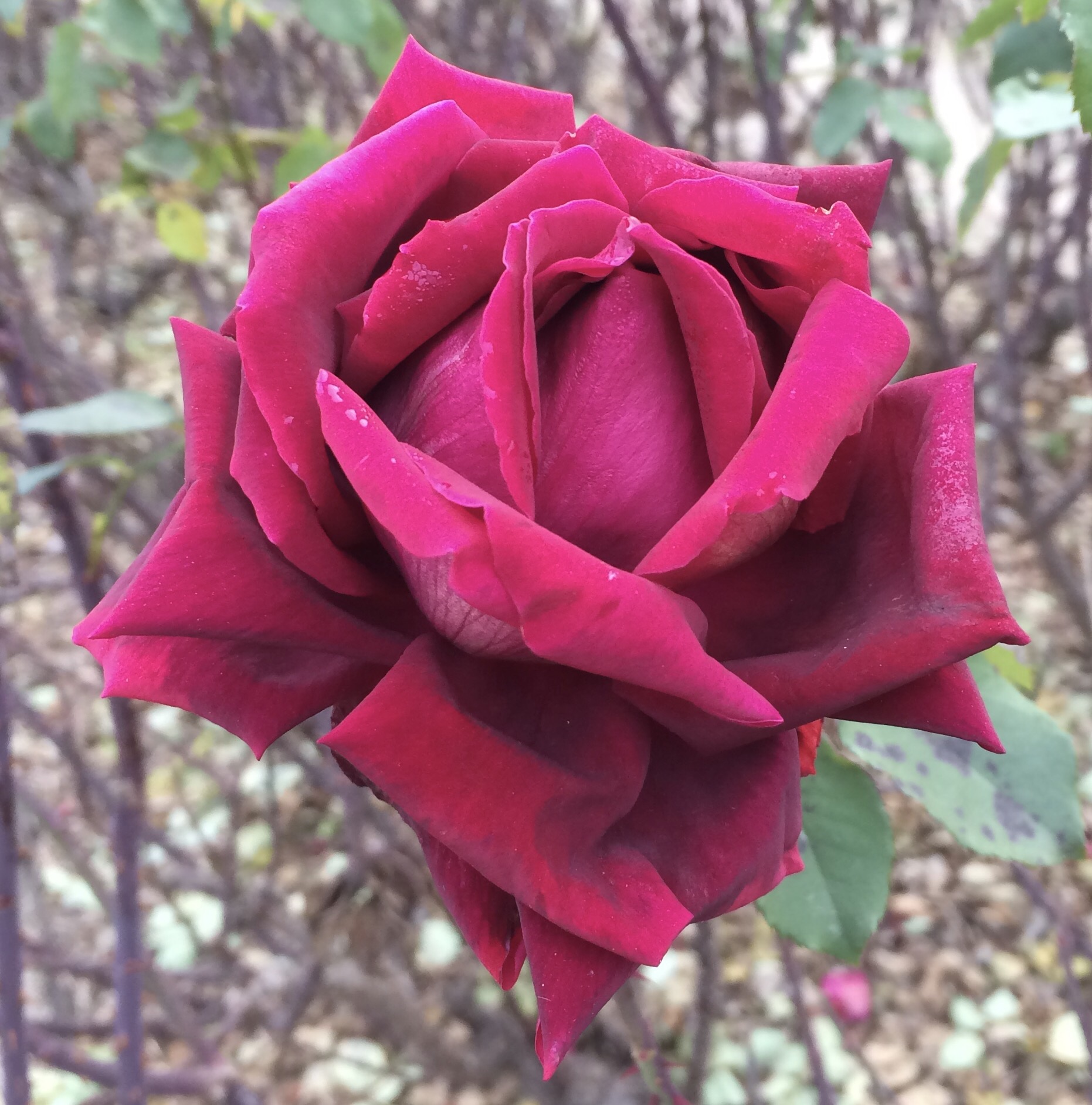 A deep-red rose - one of my favourite rose colours