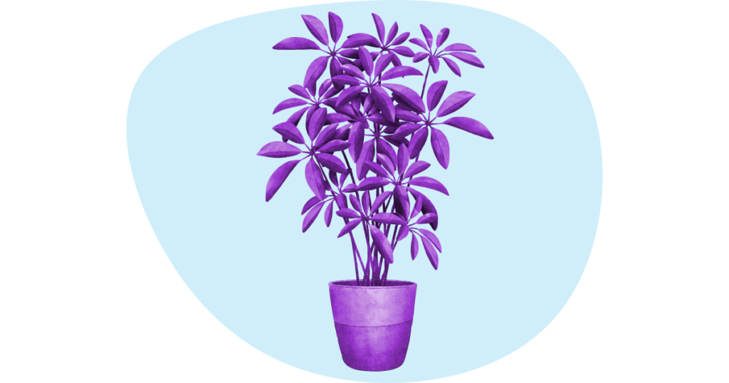 An illustration of a Pachira plant on a pot 