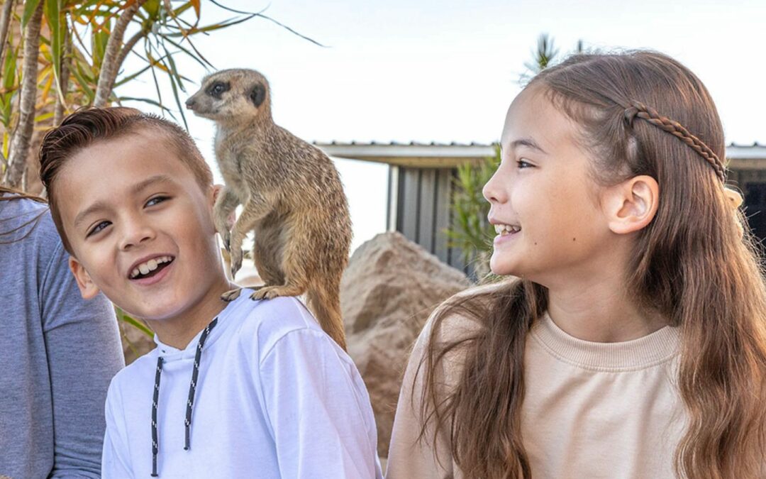 Sydney Zoo Meerkat Encounter — product description