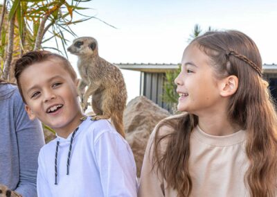 Sydney Zoo Meerkat Encounter — product description